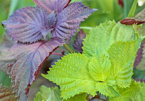 大葉植物|大葉（しそ）の育て方！特徴や庭・プランターでの栽。